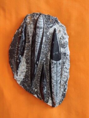 Black and White Orthoceras Fossil Polished Nautiloid Specimen